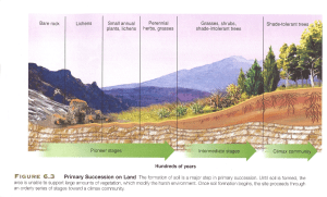 Successiestadia incl ondergronds