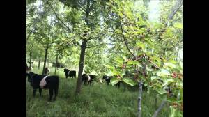 Shepard silvopasture w cattle