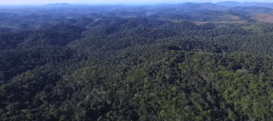 Ernst Gotsch fazenda brazil