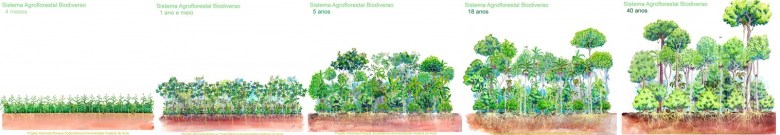 voedselbos successie