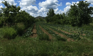 voedselbos stroken met tussenteelt in 1e fase