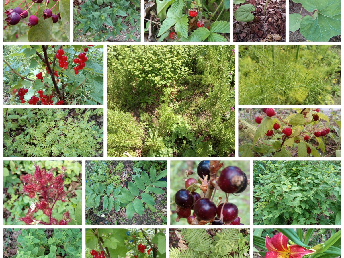 Alles wat je altijd al wilde (laten) weten over&nbsp;voedselbossen